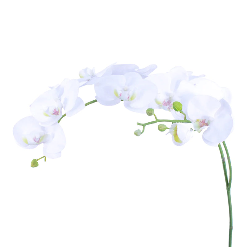 Phalaenopsis Orchid 42"