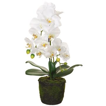 Phalaenopsis Orchid Plant With Soil And Moss White